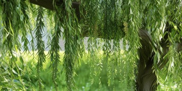 物业绿化适合用什么树枝呢？